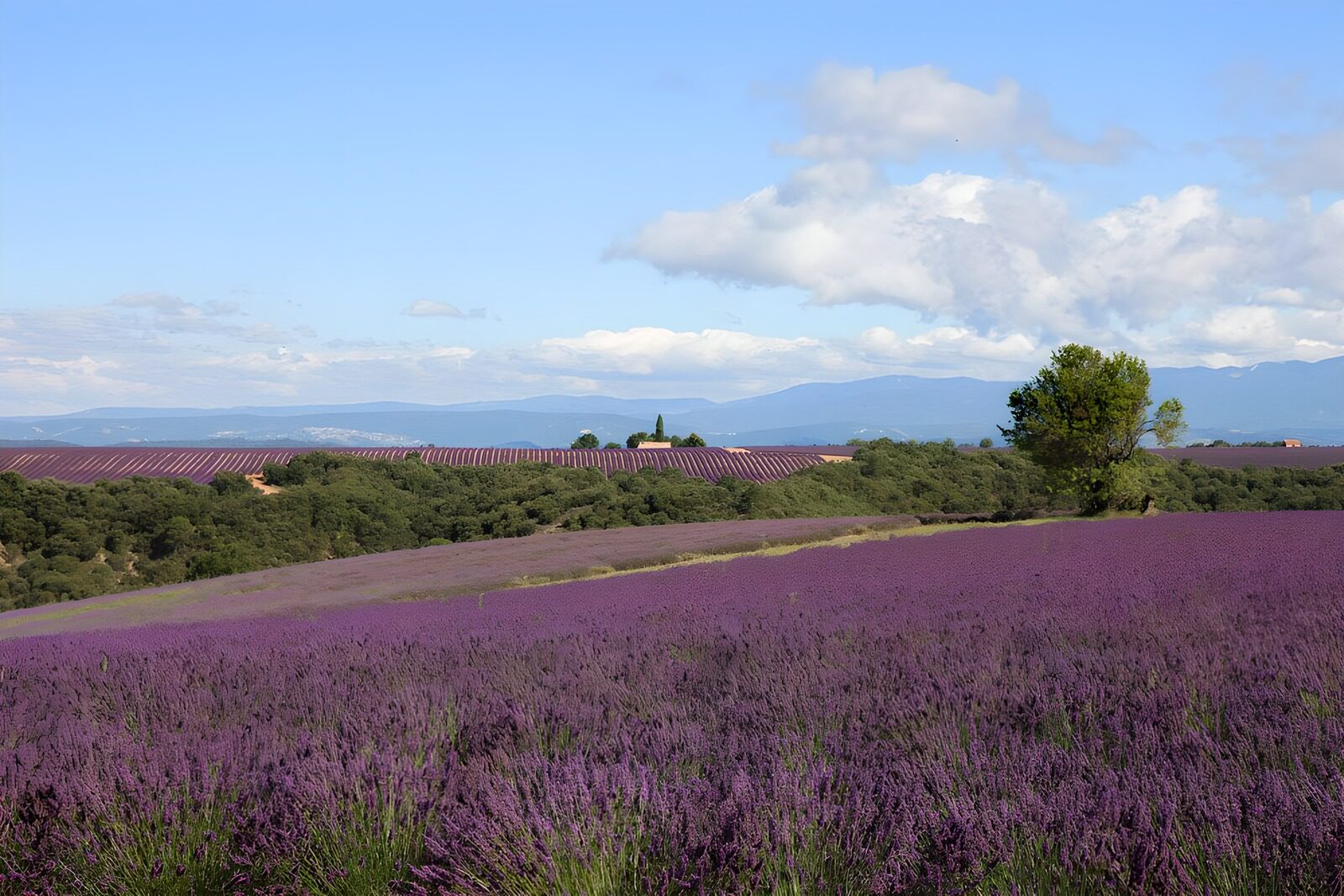 HPDK55158: Lavendelmarker under blå sommerhimmel