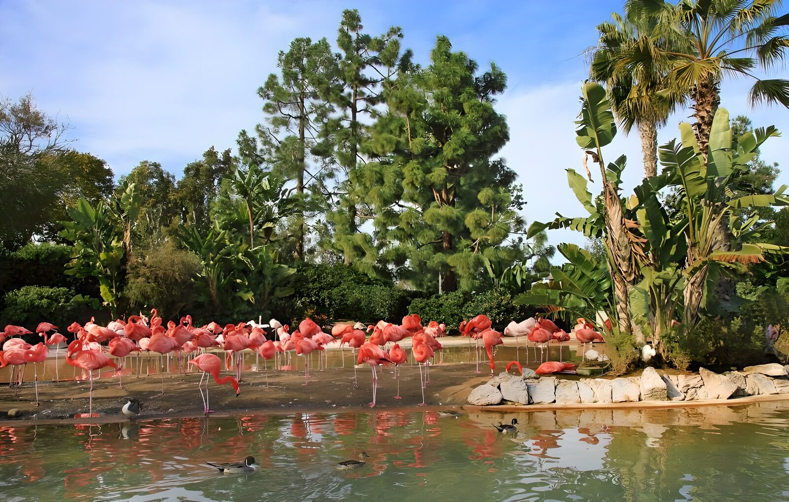 HPDK68845: Flamingoflok ved den grønne dam