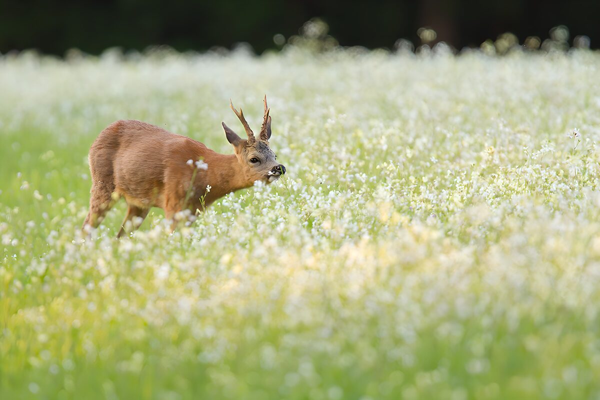 Råbuk i en eng med hvide blomster