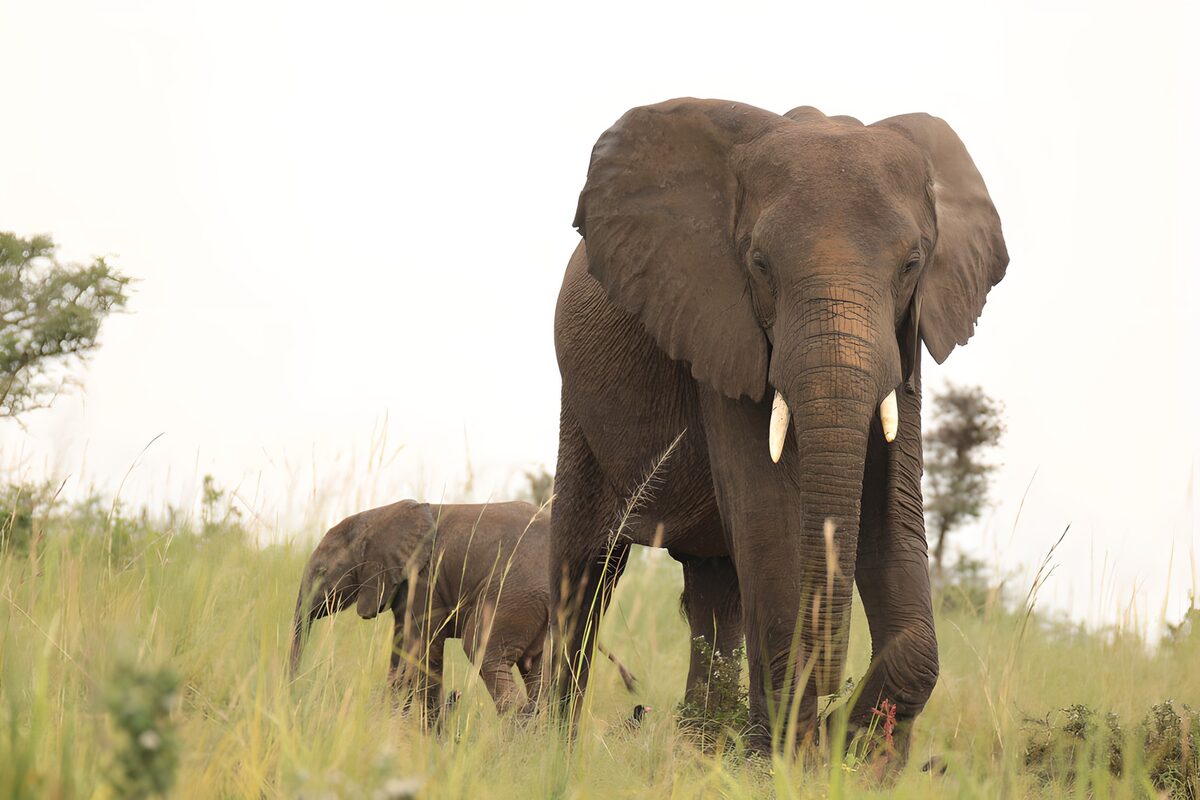 Afrikansk elefant med kalv i højt græs