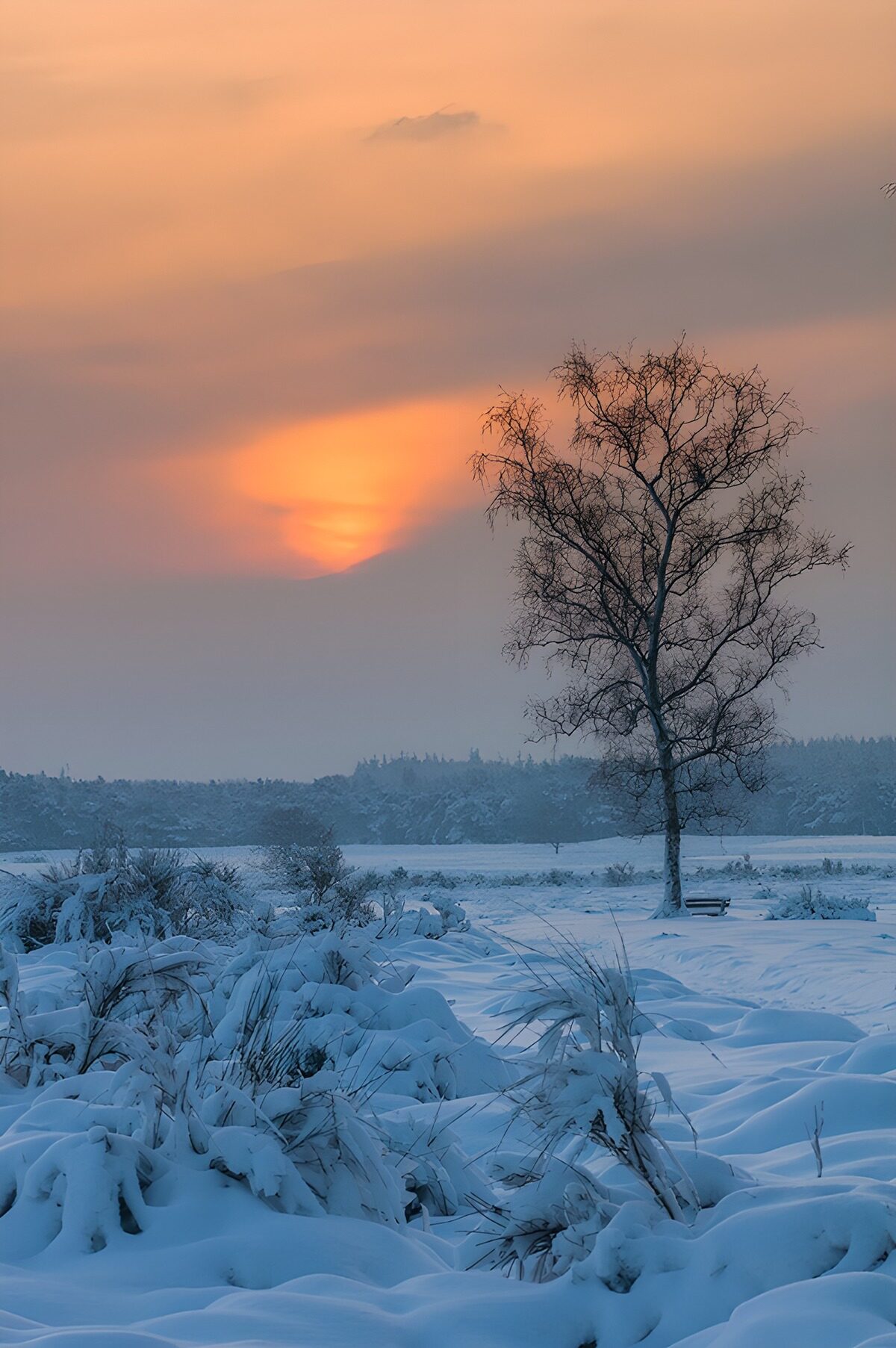 HPDK11704: Nøgent træ i sne ved solnedgang
