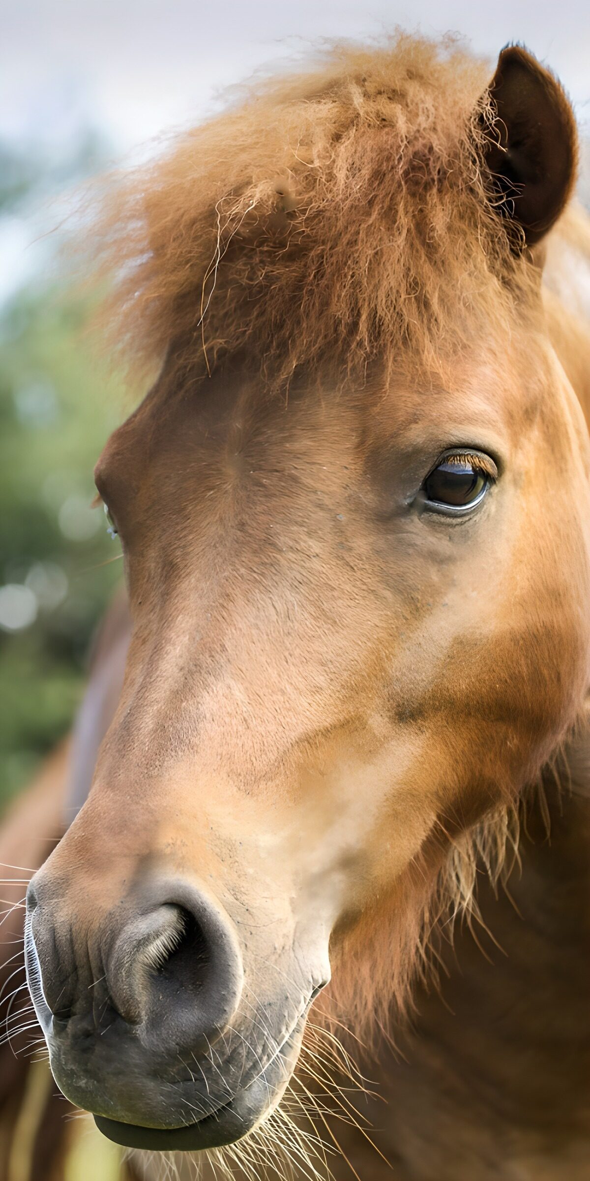 HPDK90423: Brun pony i et roligt nærbillede