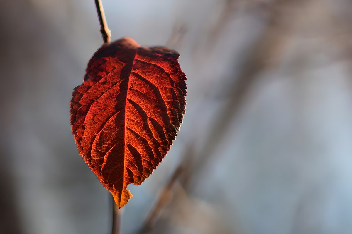Rødorange blad i blødt modlys