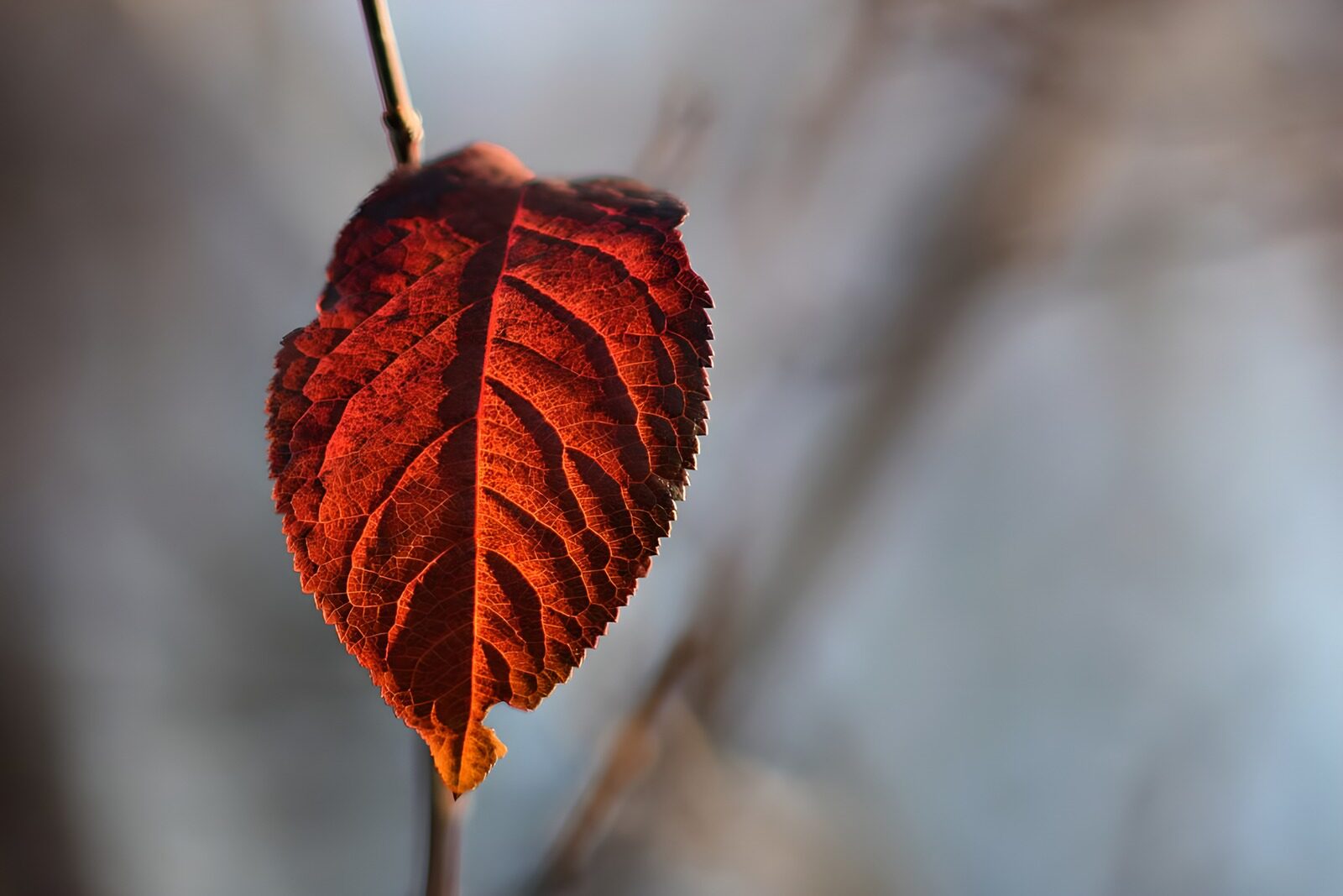 HPDK21617: Rødorange blad i blødt modlys