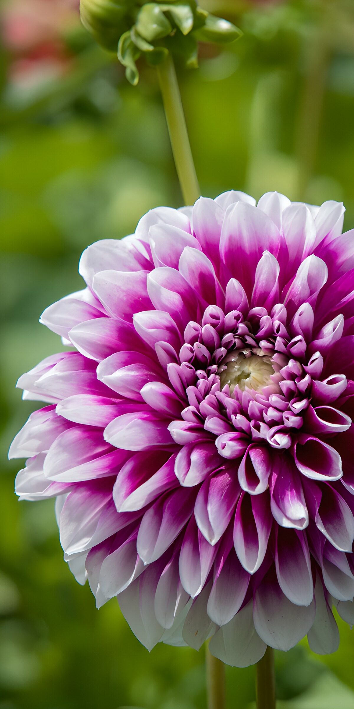 HPDK38268: Pink og hvid dahlia i bløde lag