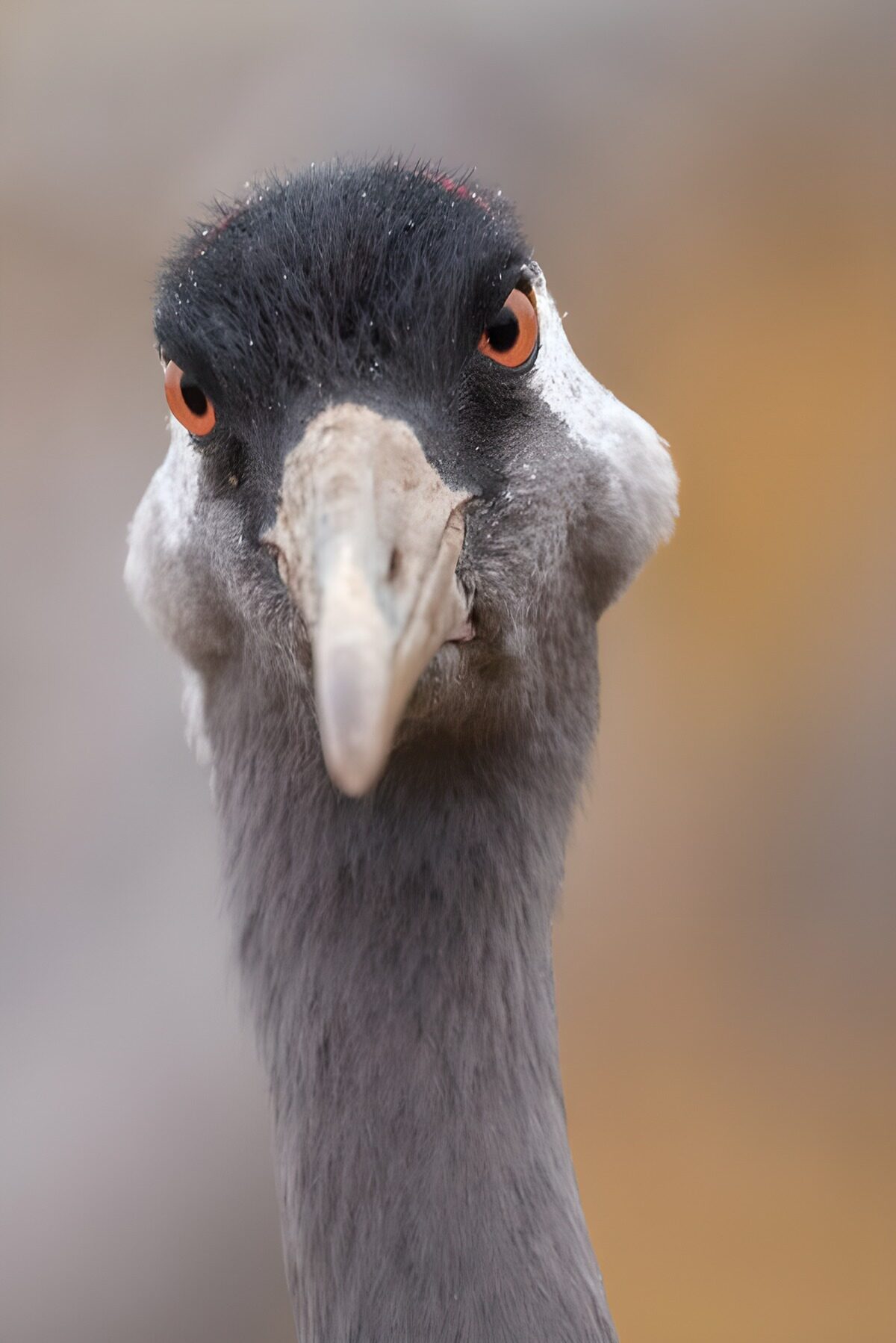 Trane i nærbillede med et vågent blik