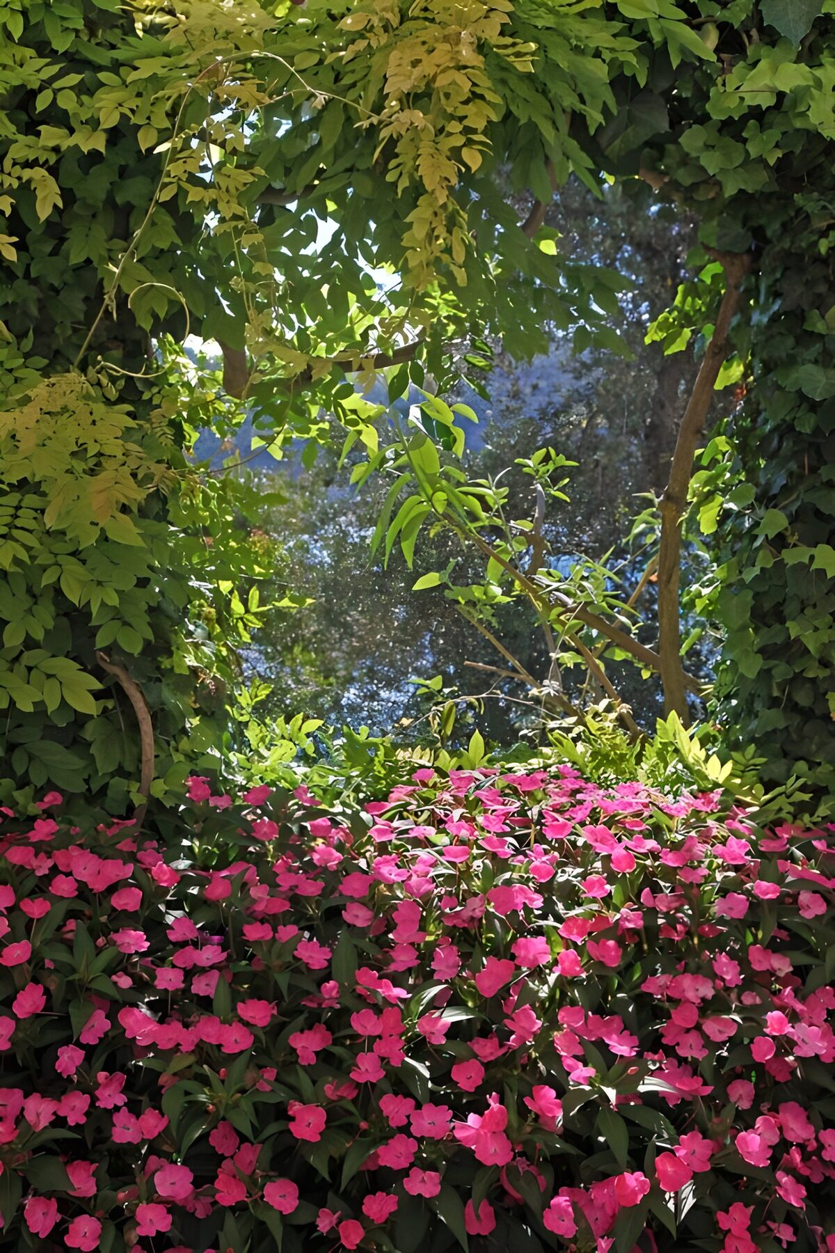 HPDK27141: Lyserødt blomsterhav i frodigt grønt