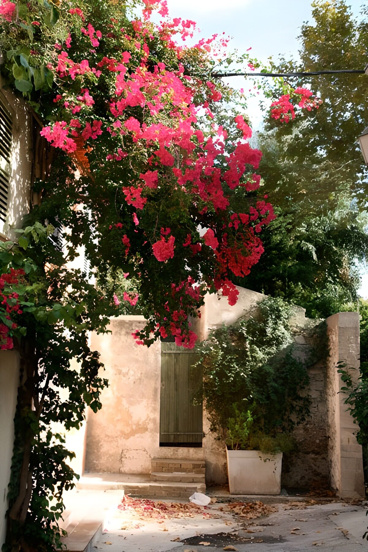 HPDK67534: Bougainvillea i en solrig gårdhave
