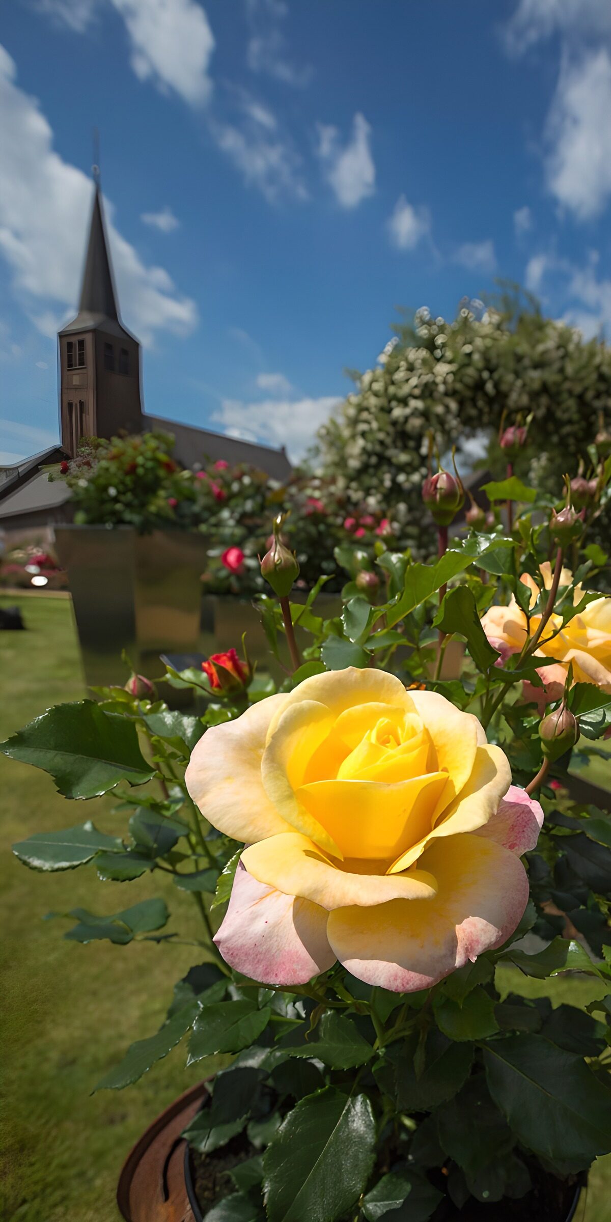 HPDK31167: Gul rose og kirkespir i solskin