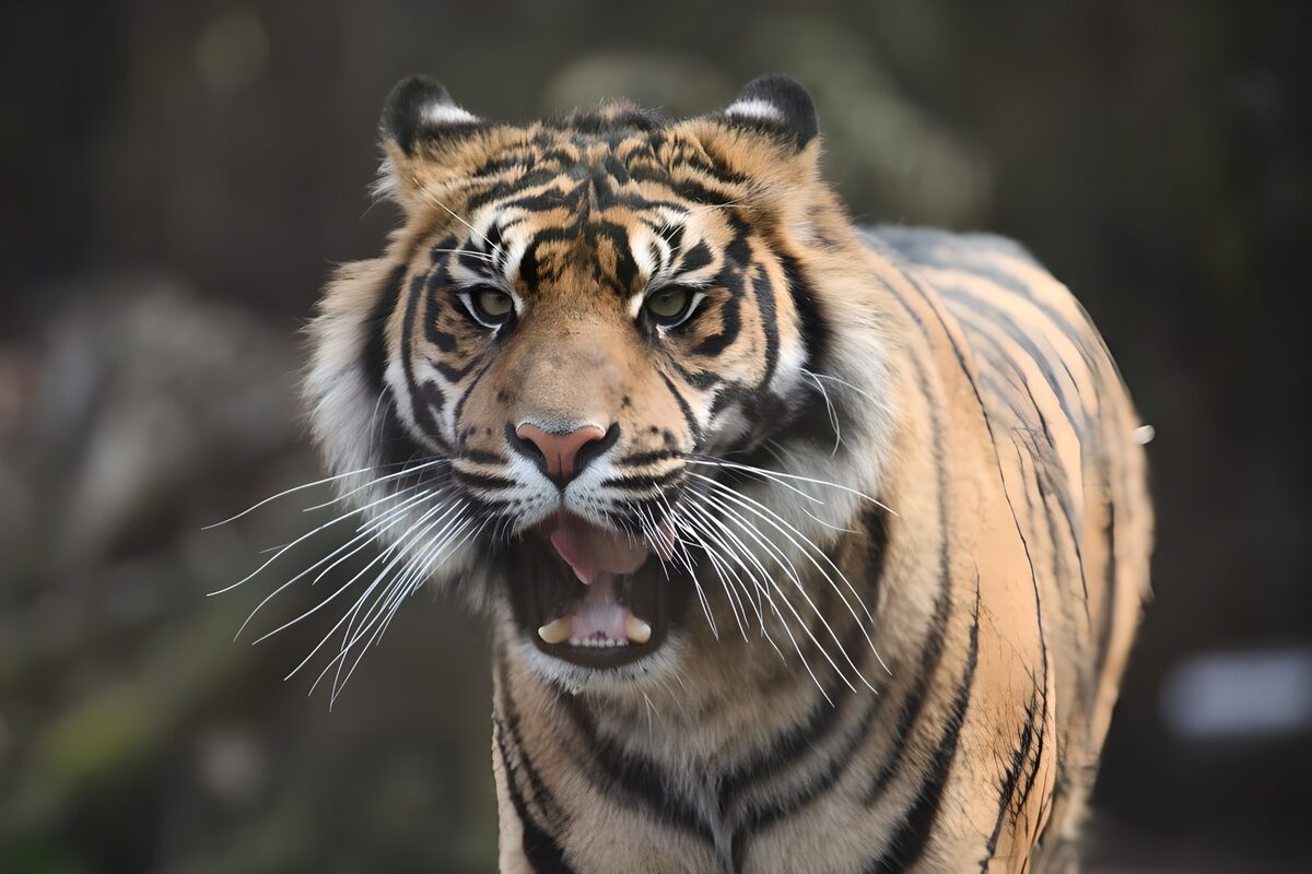 Tiger med åbent gab i nærbillede