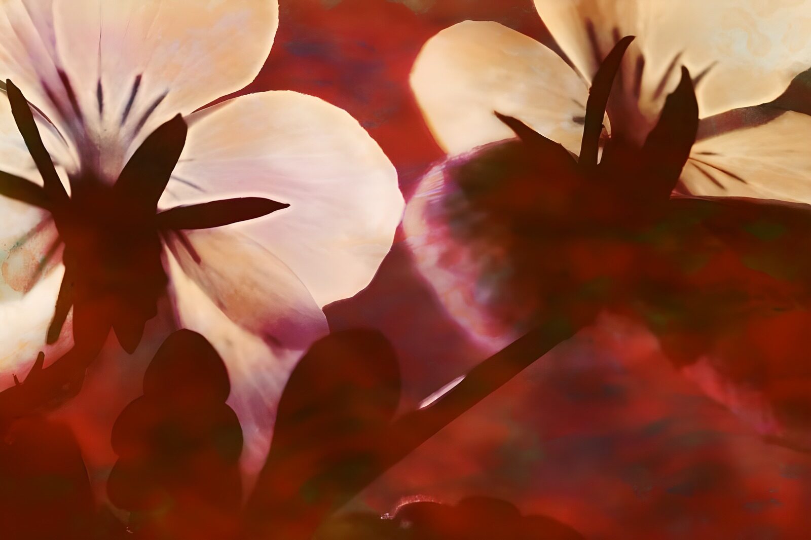 HPDK69807: Hvide blomster i varmt modlys