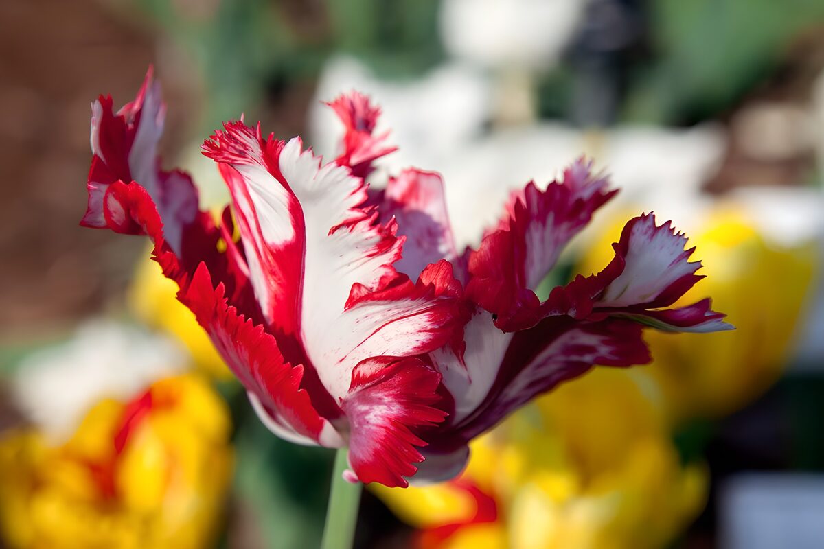Rød-hvid tulipan i fuldt flor