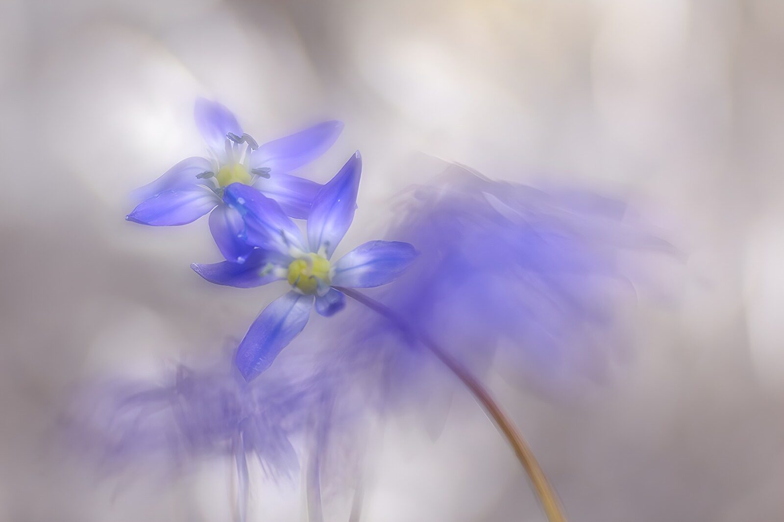 HPDK38890: Blåviolette blomster i blødt lys