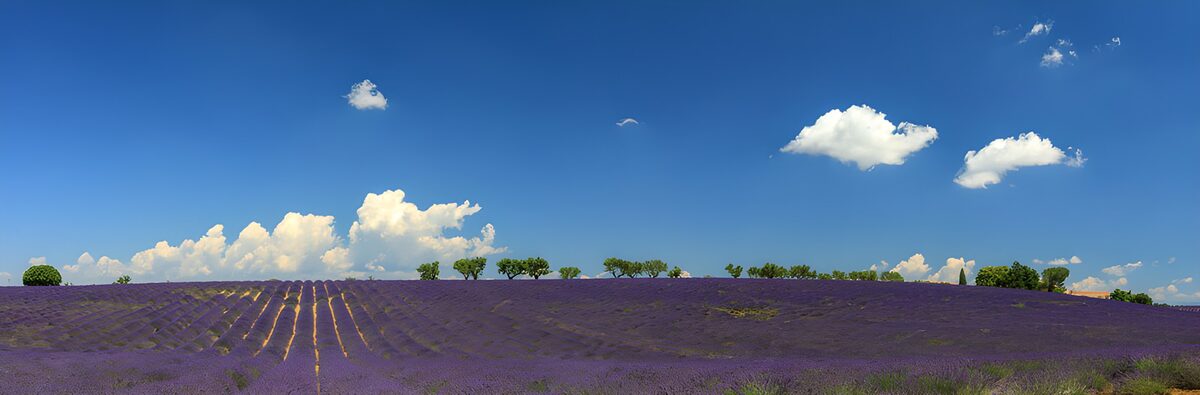 Lavendelmark under en blå sommerhimmel