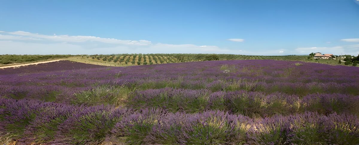 Et hav af lavendel i sommerro