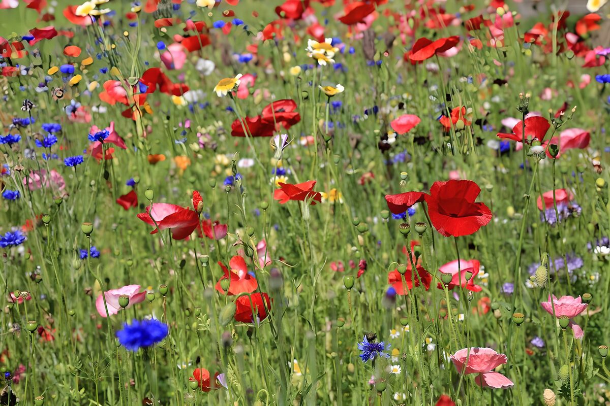 Røde valmuer og blå kornblomster i sol