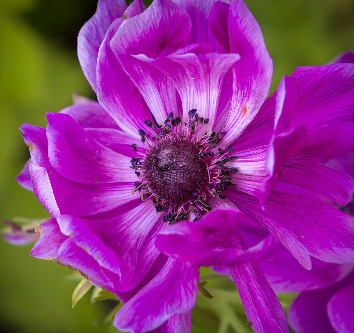 Lilla anemone med bløde kronbladsfolder