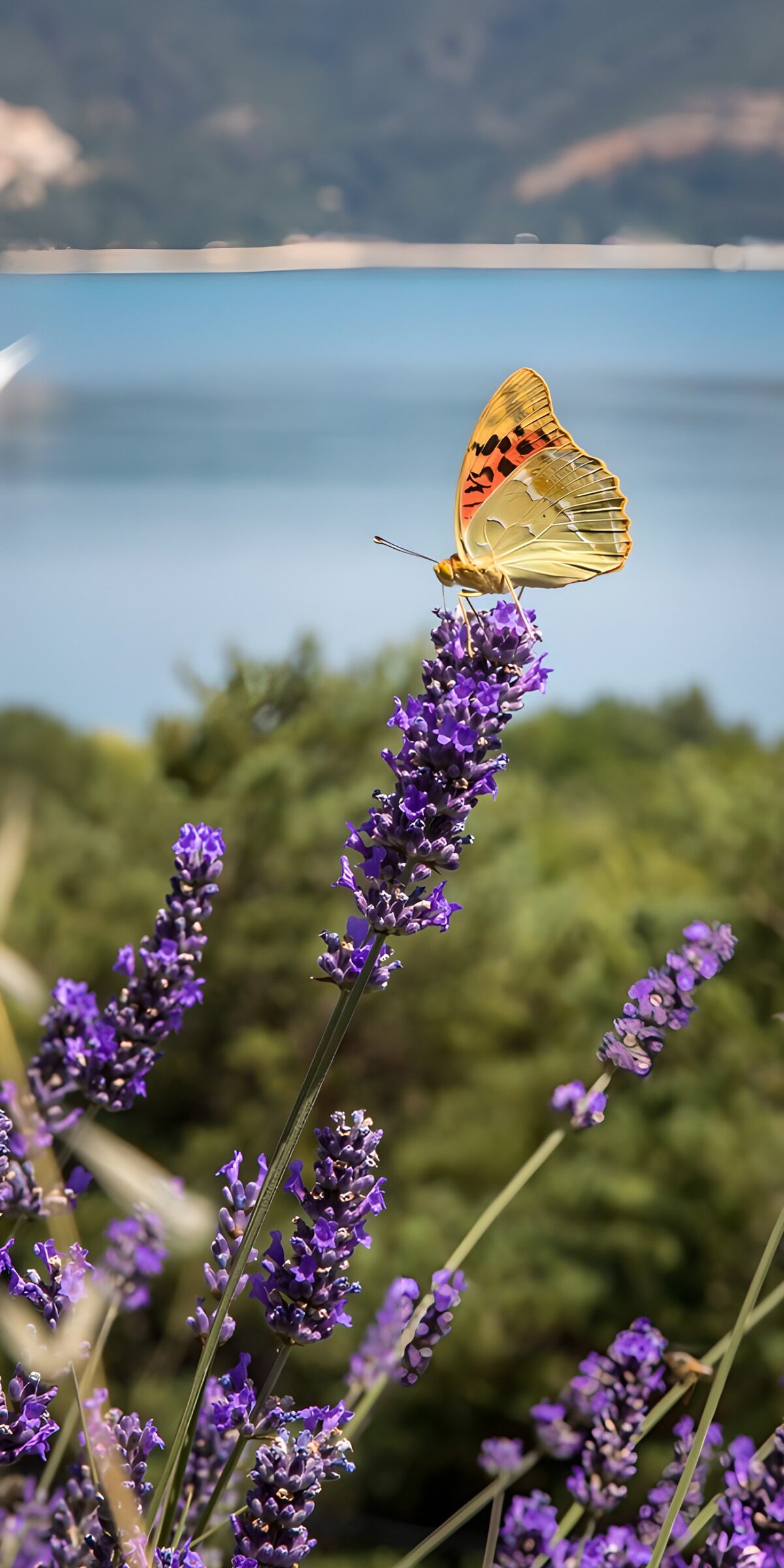 HPDK43159: Sommerfugl på solbeskinnet lavendel