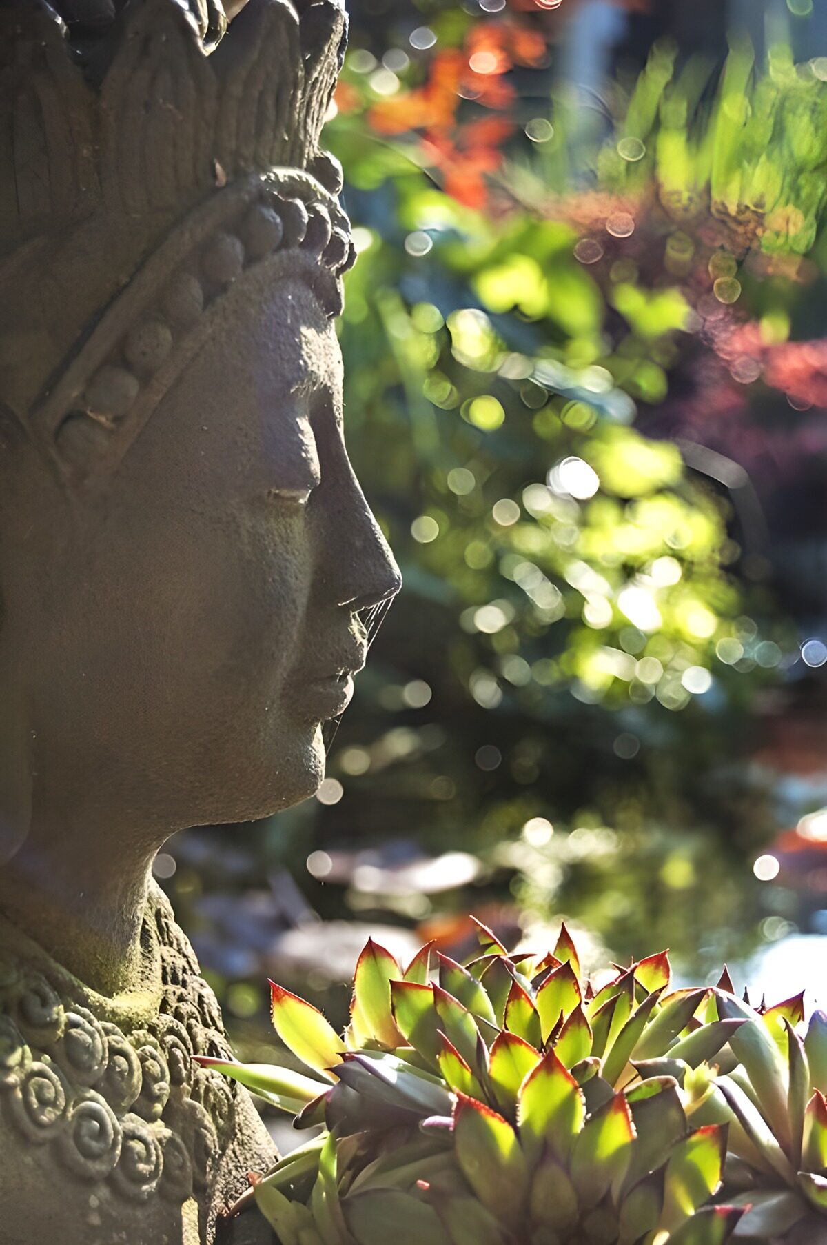 HPDK17862: Buddha i profil blandt sukkulenter