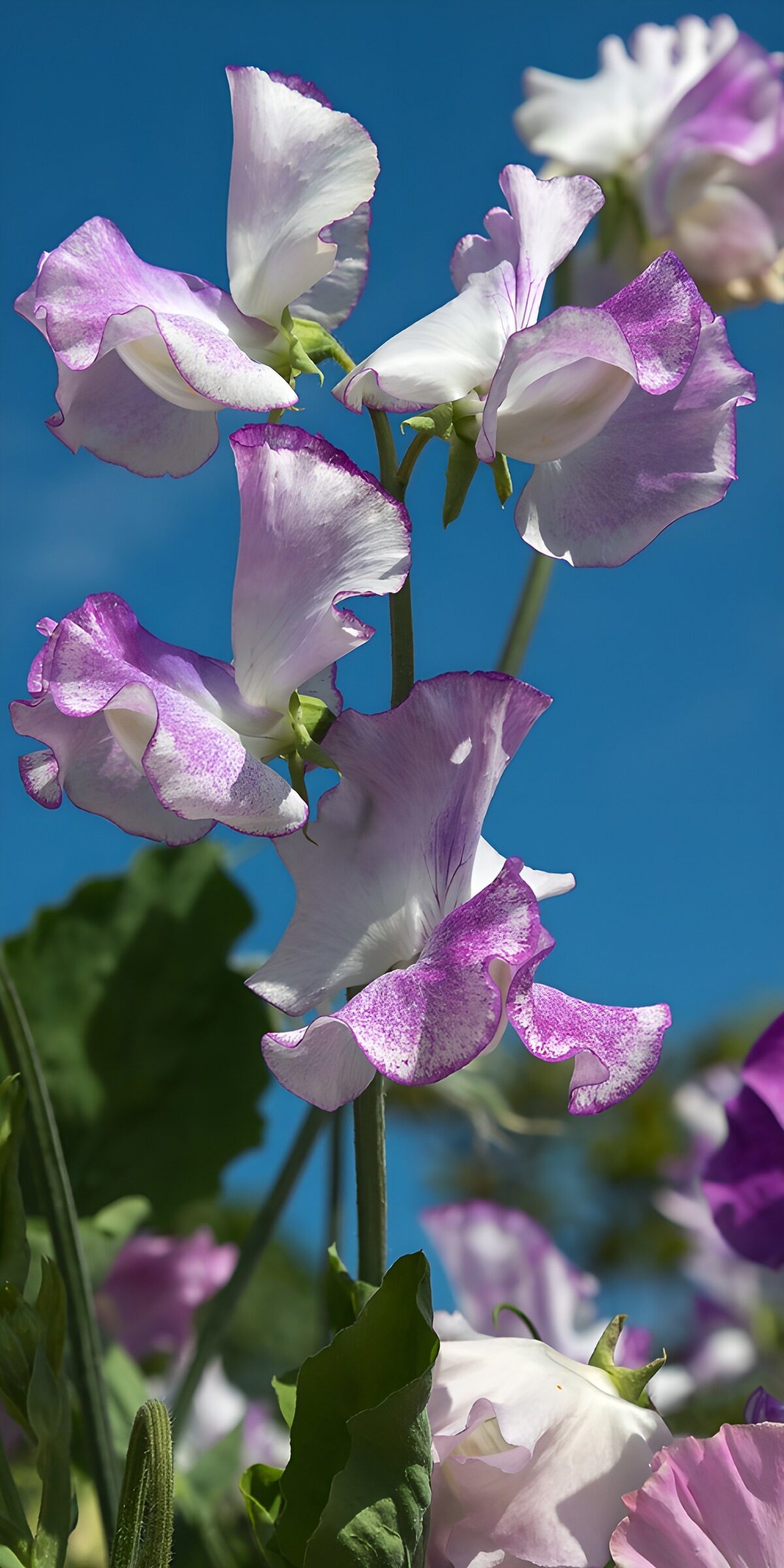 HPDK10548: Hvide og lilla ærteblomster i sol