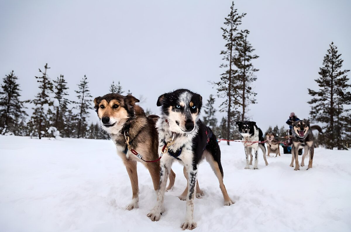 Slædehunde klar på den snedækkede sti
