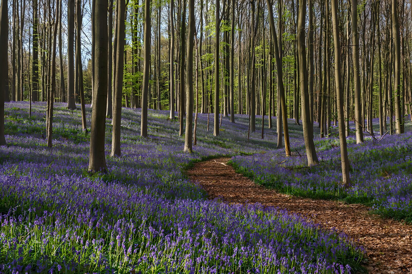 HPDK76469: Forårsskov med blå blomster og solstrejf