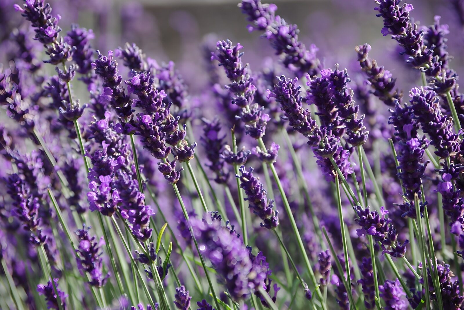 HPDK70475: Lavendel i lilla og sollys