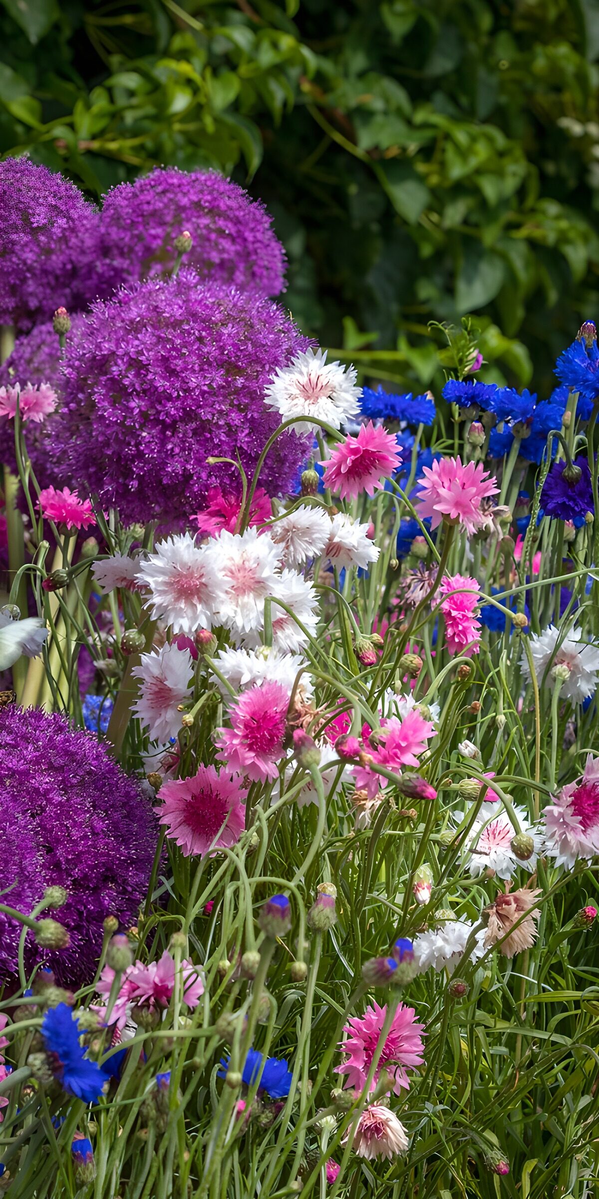 HPDK80352: Kornblomster og lilla prydløg i sommersol