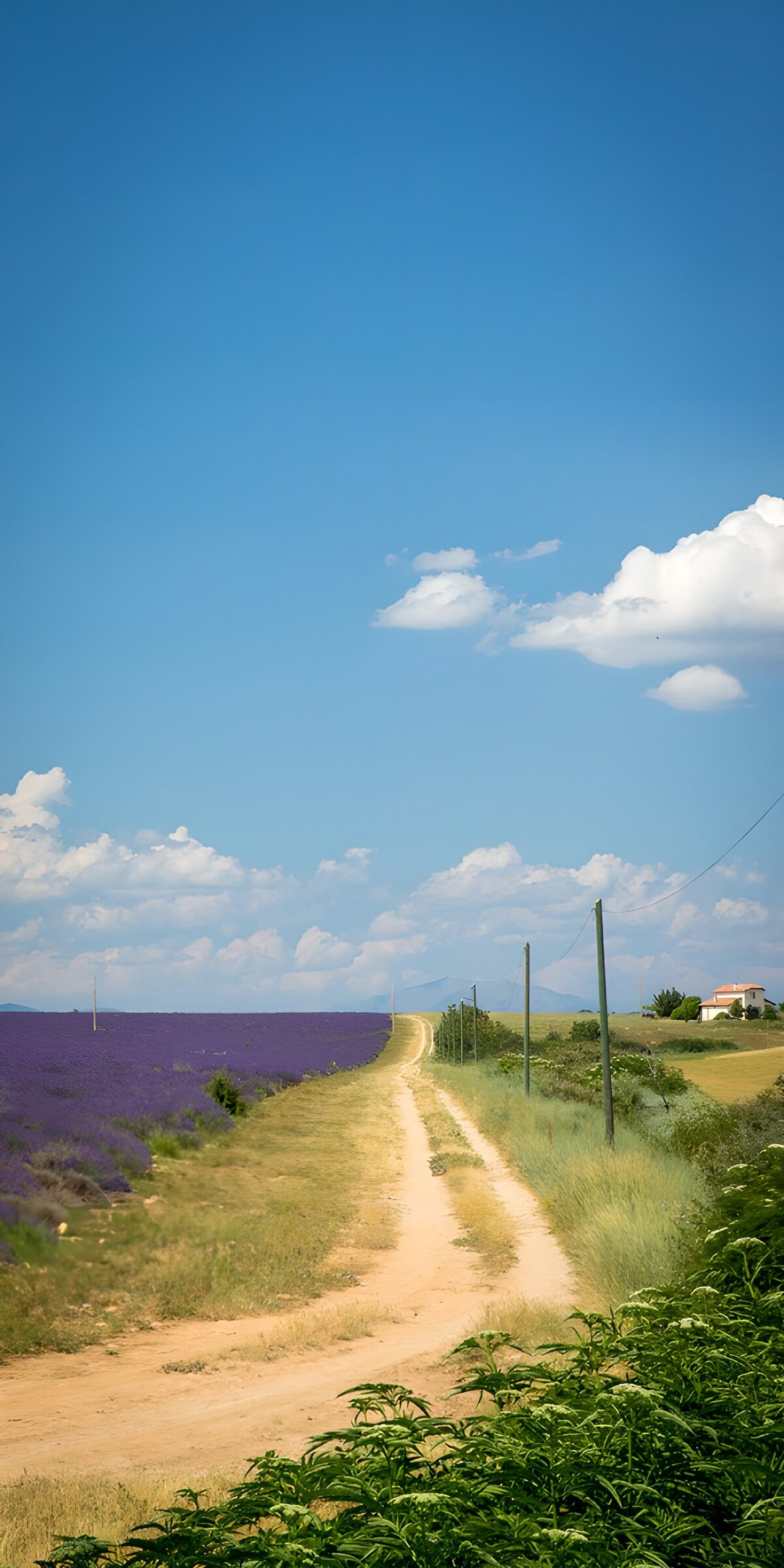 HPDK66558: Grusvej langs lavendel i sommersol