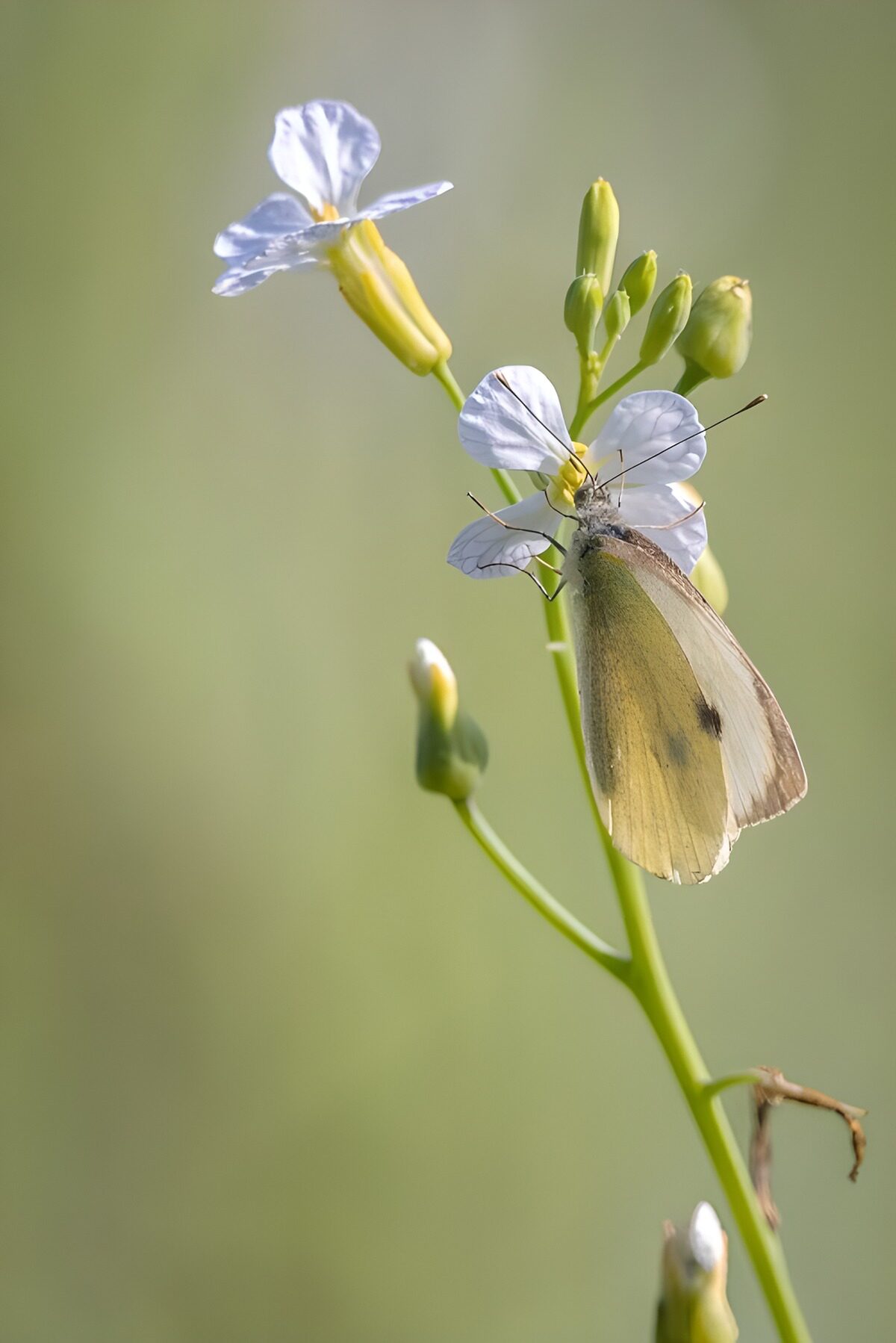 Hvid sommerfugl på en lys blomst