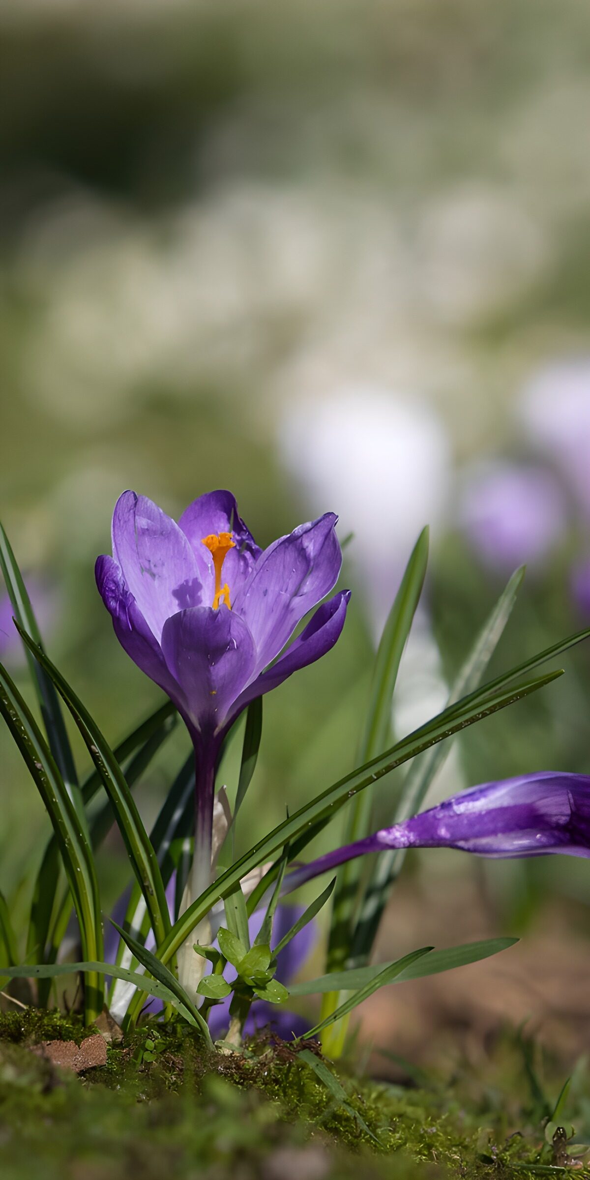 HPDK39944: Lilla krokus i forårssol