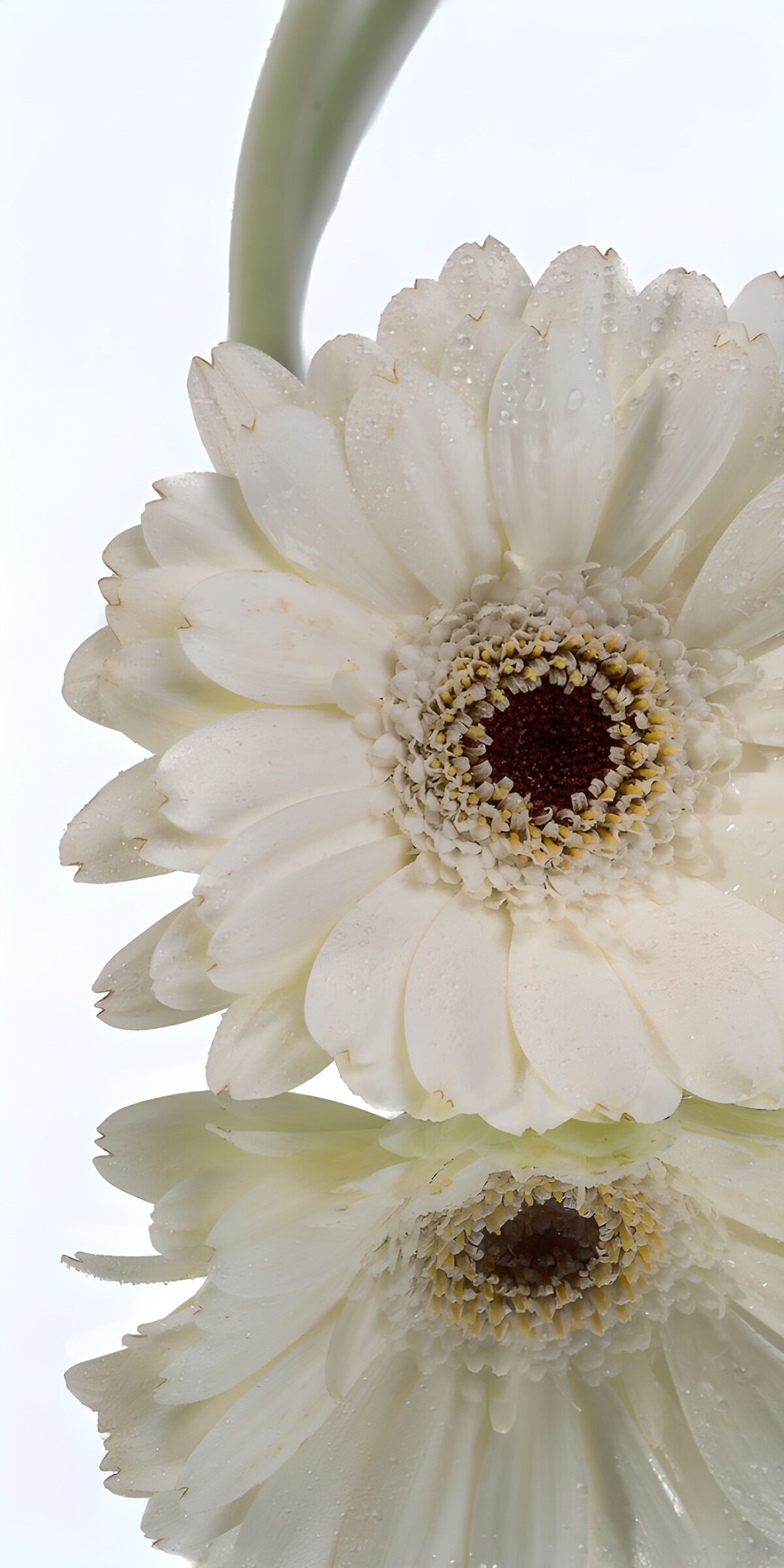 HPDK99011: Hvid gerbera med dråber i blødt lys