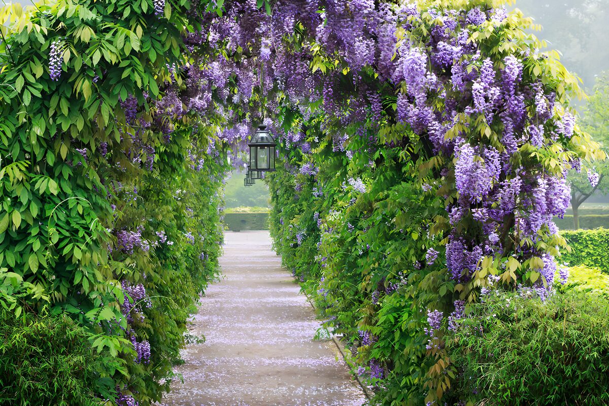 HPDK99180: En stille havesti under blomstrende blåregn