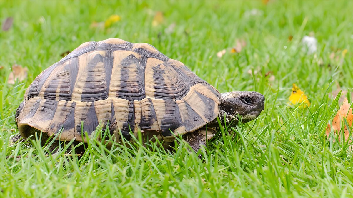 Landskildpadde i det grønne græs