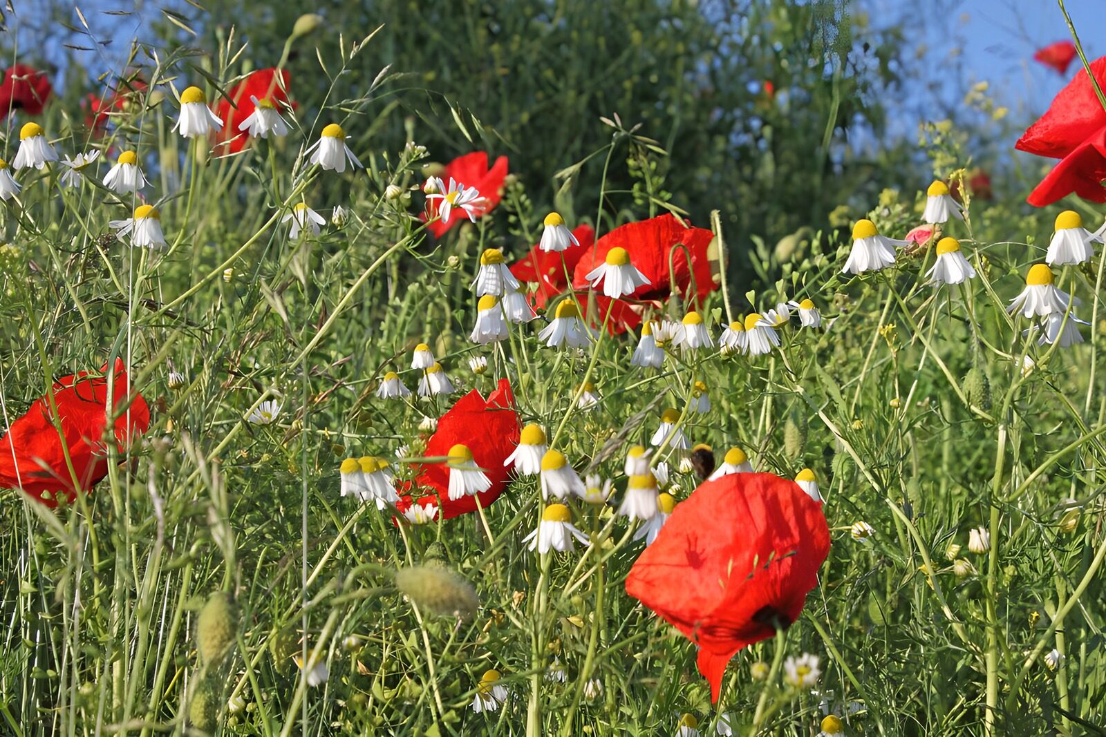 HPDK53730: Røde valmuer og hvide blomster i sol