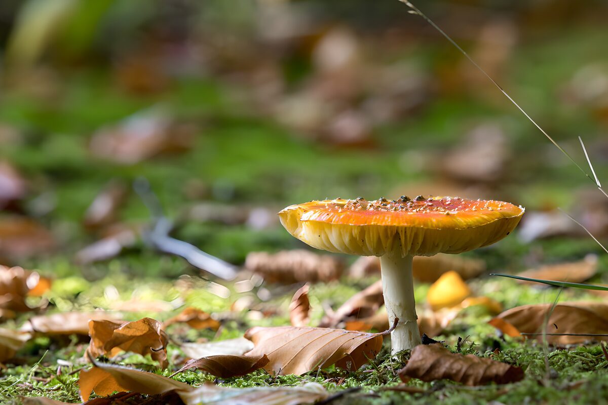 Orange svamp i mos og krøllede blade