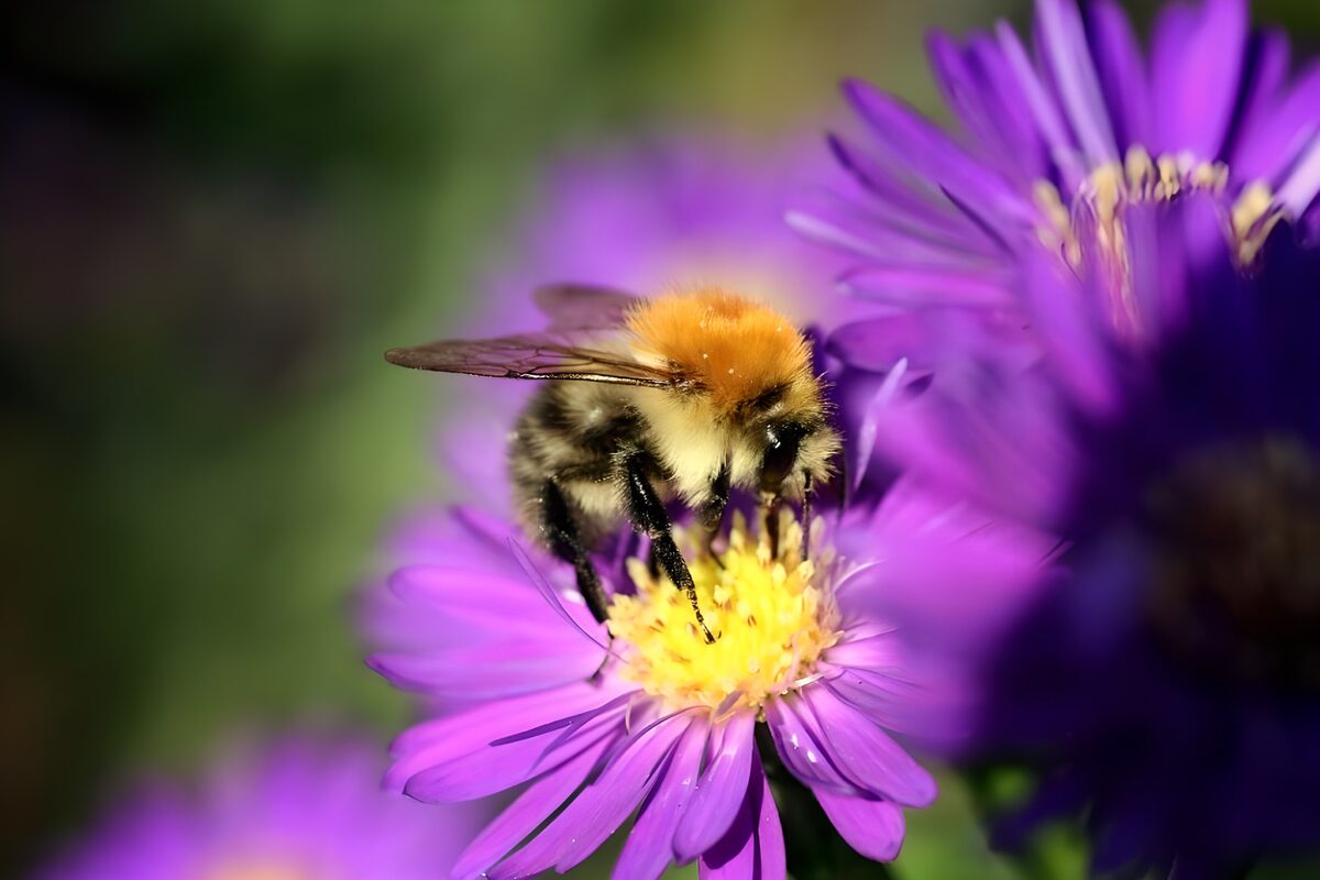 Humlebi på lilla blomst i sollys