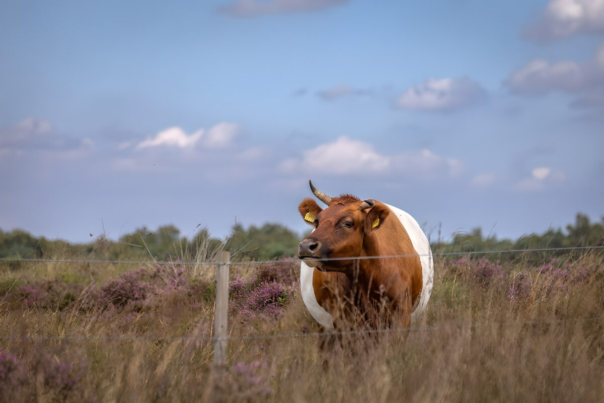 Brun og hvid ko på den lilla hede