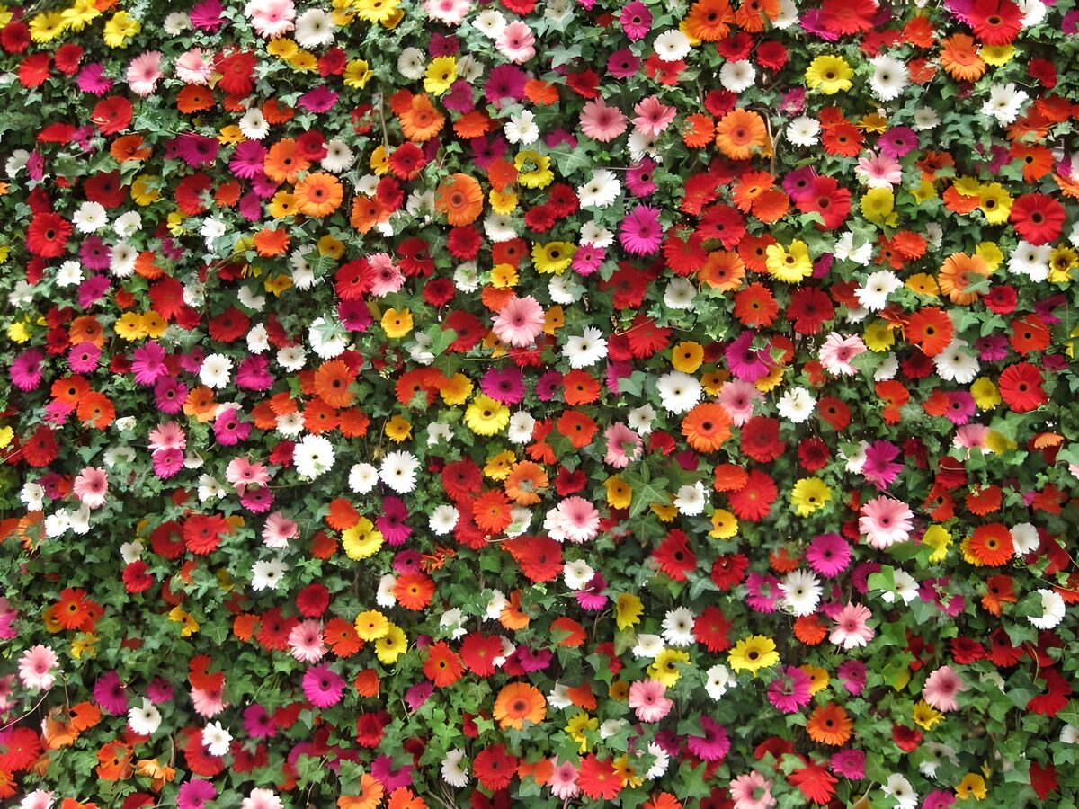 Farverige blomster fra kant til kant
