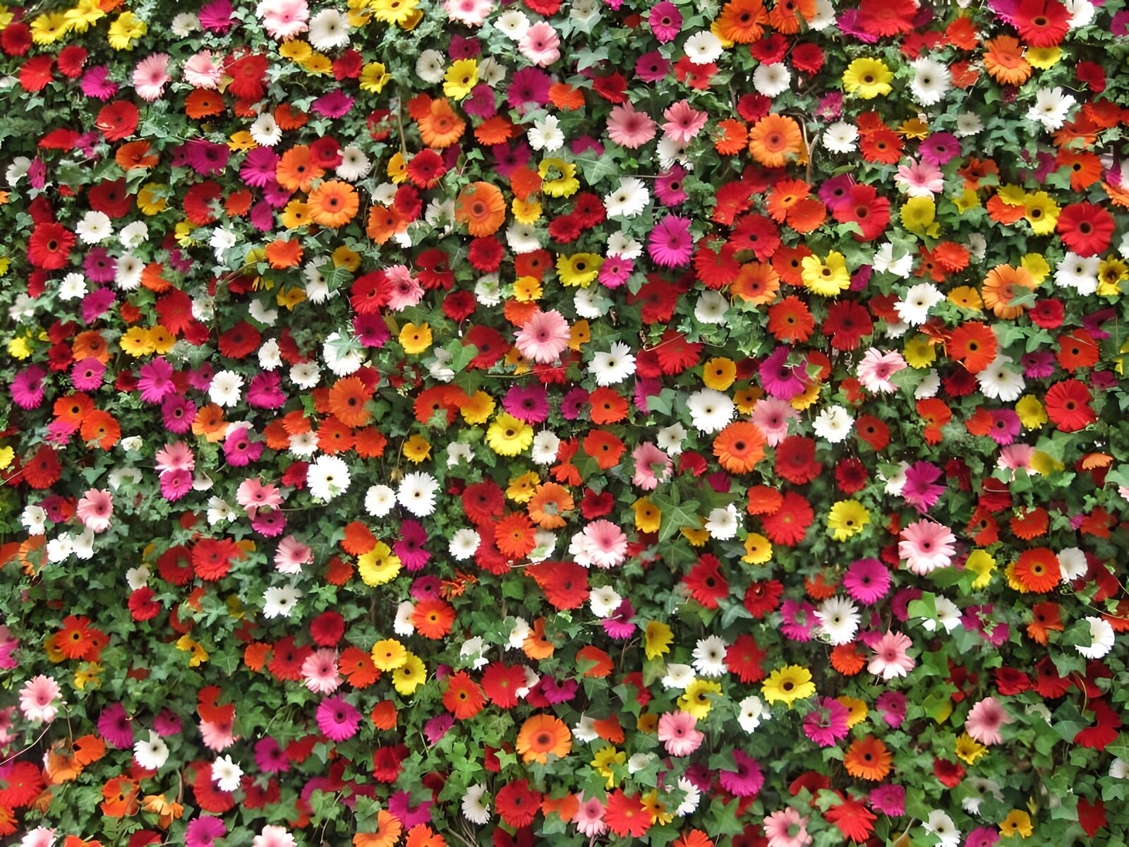 HPDK21422: Farverige blomster fra kant til kant