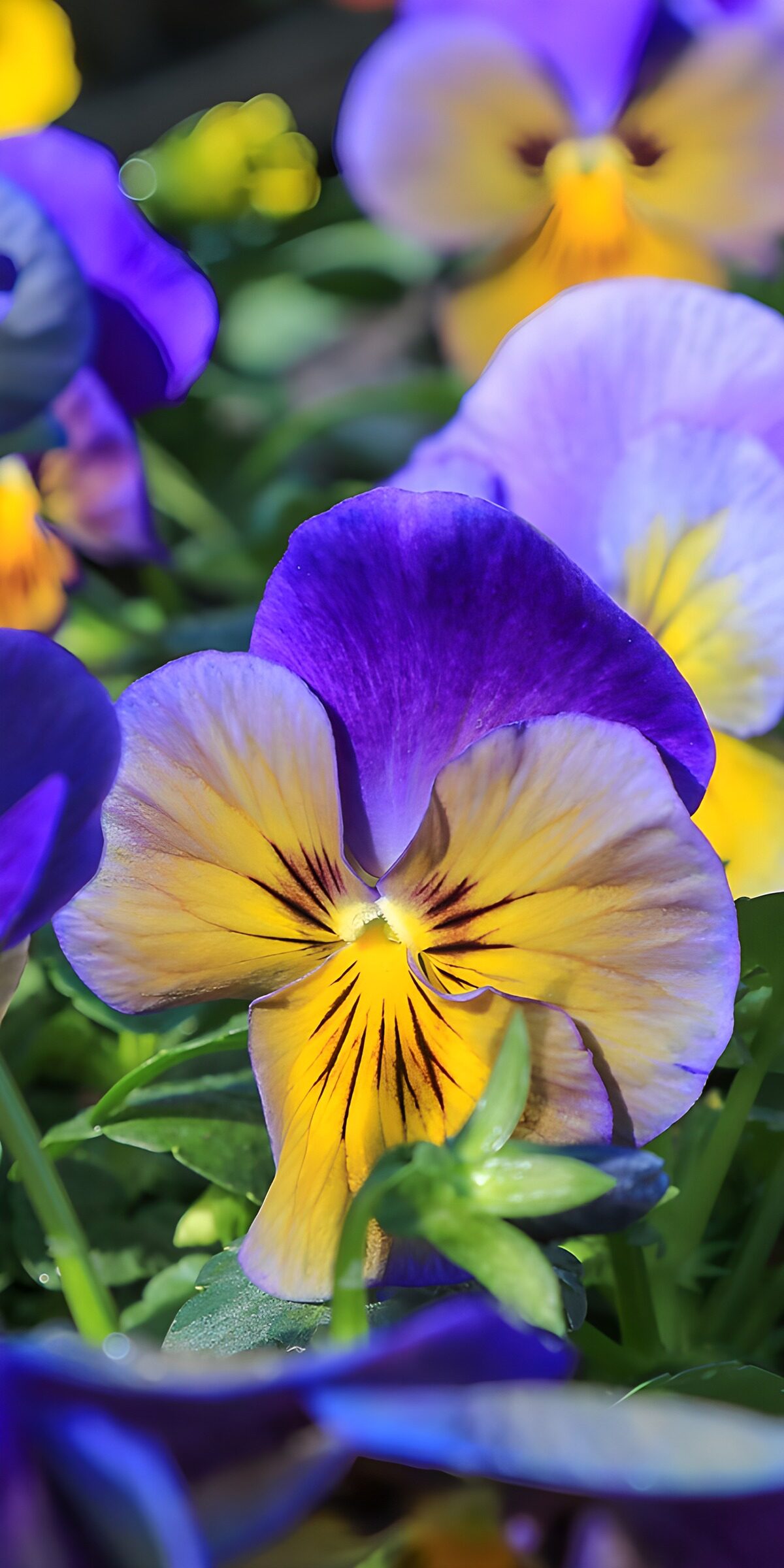 HPDK25800: Gule og lilla stedmoderblomster i sol