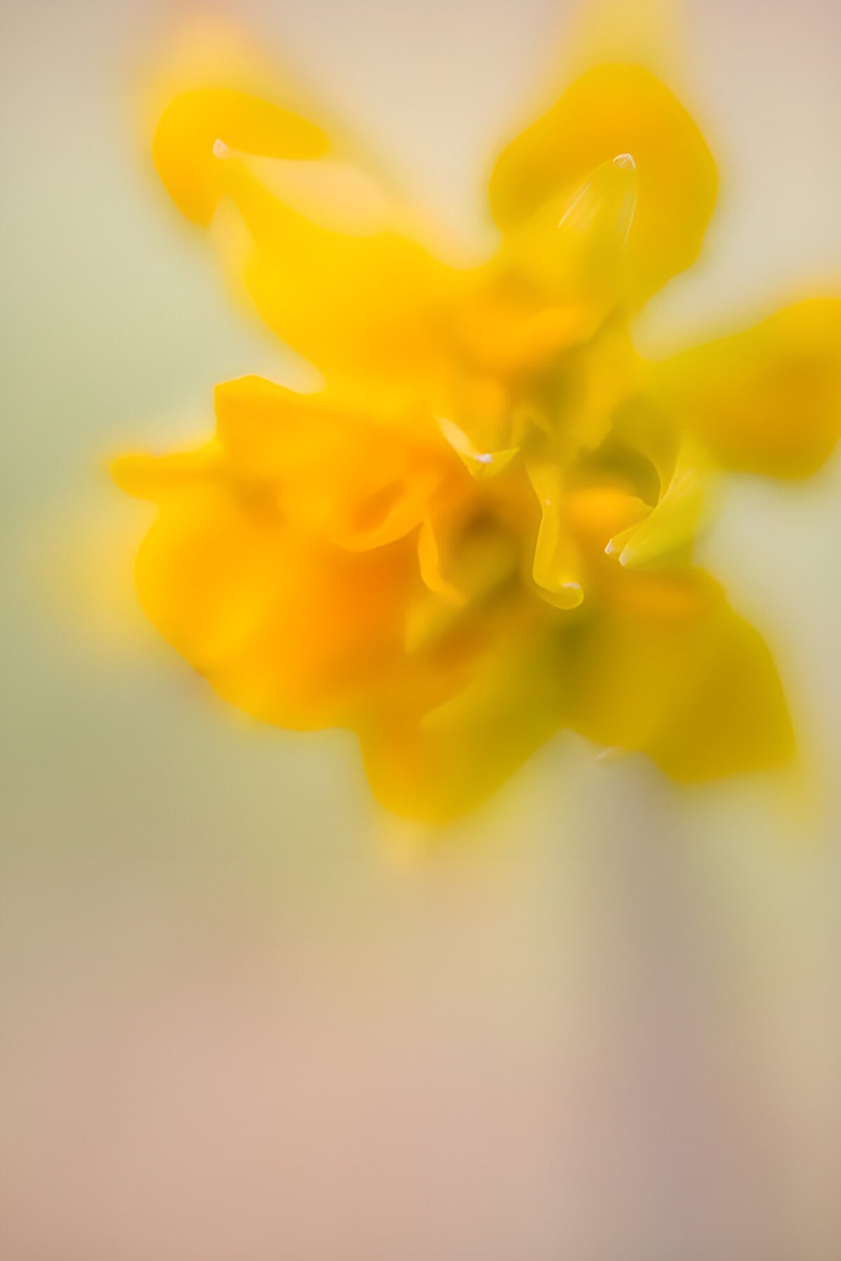 Gul blomst i blødt fokus