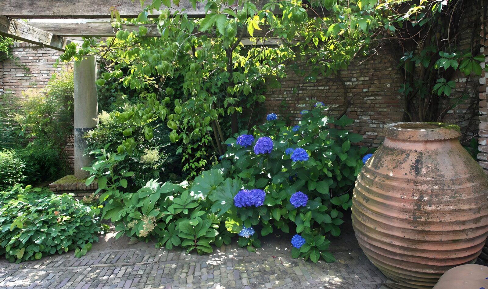 HPDK85475: Blå hortensia og lerkrukke i havens skygge