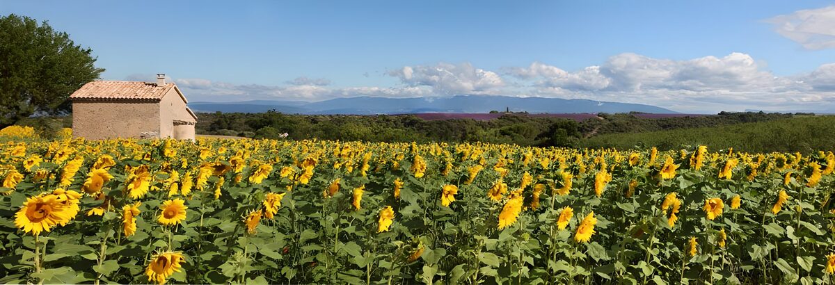 Solsikkemark under blå sommerhimmel