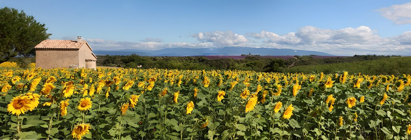 HPDK93462: Solsikkemark under blå sommerhimmel