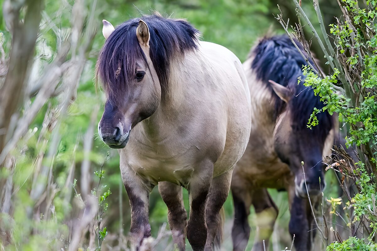 To heste i tætte, grønne buske