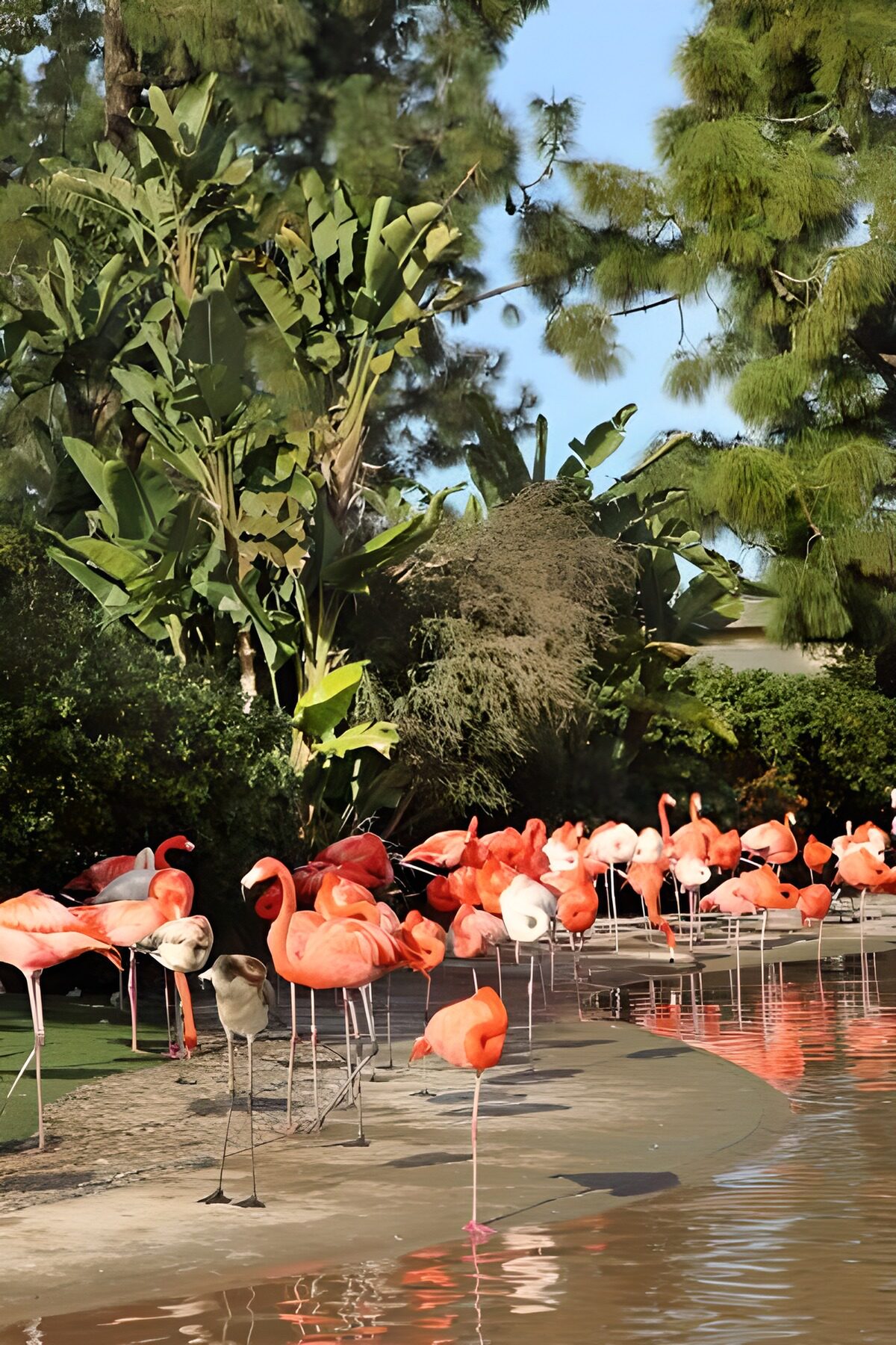 Flamingoer i solskin ved dammens bred