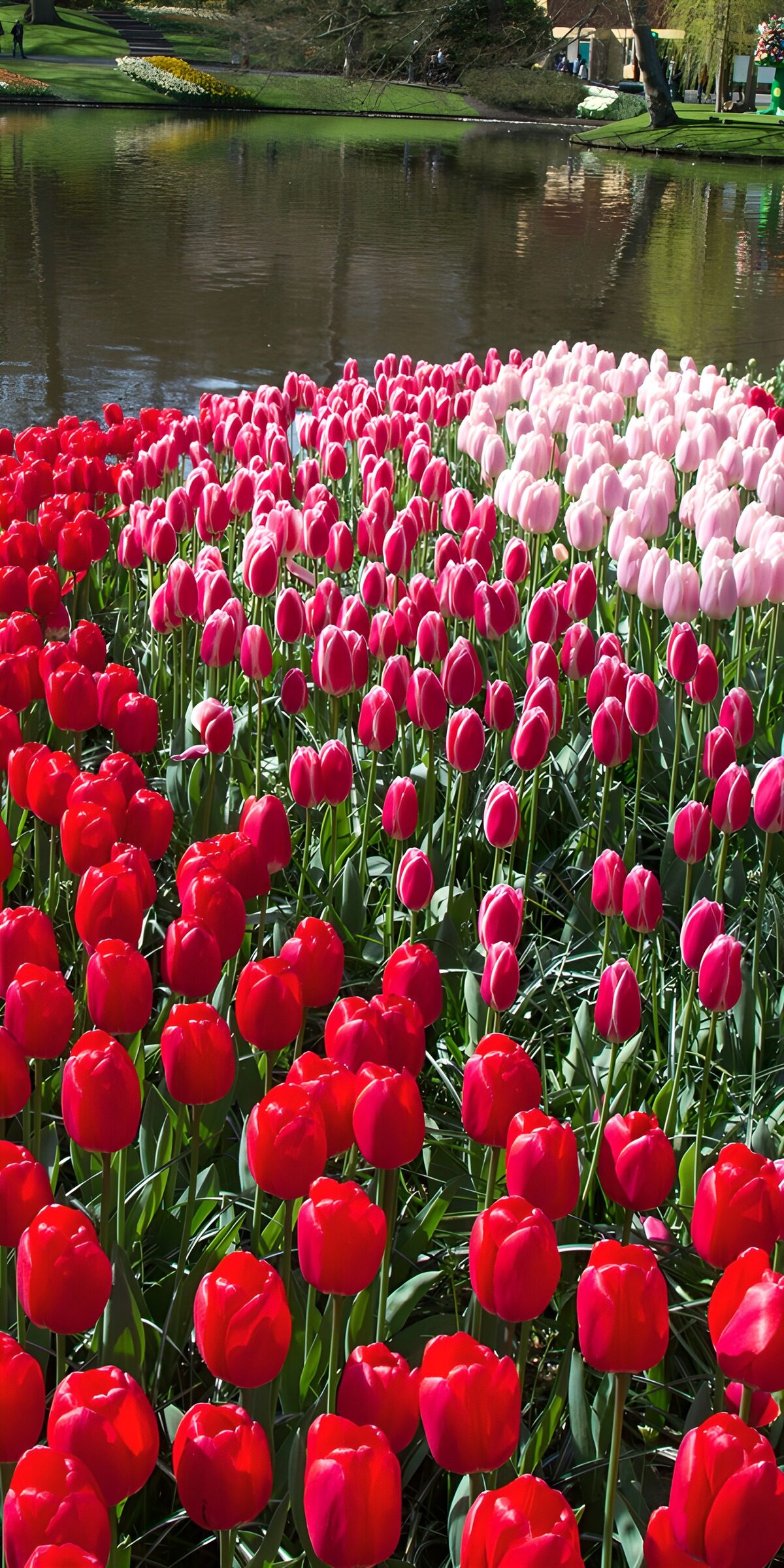 HPDK19600: Røde og rosa tulipaner ved dammen i sol
