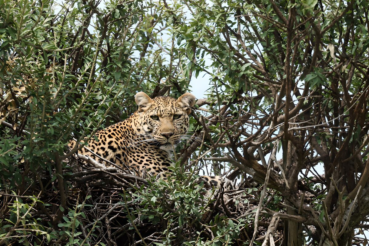 Leopard i ro mellem grønne grene
