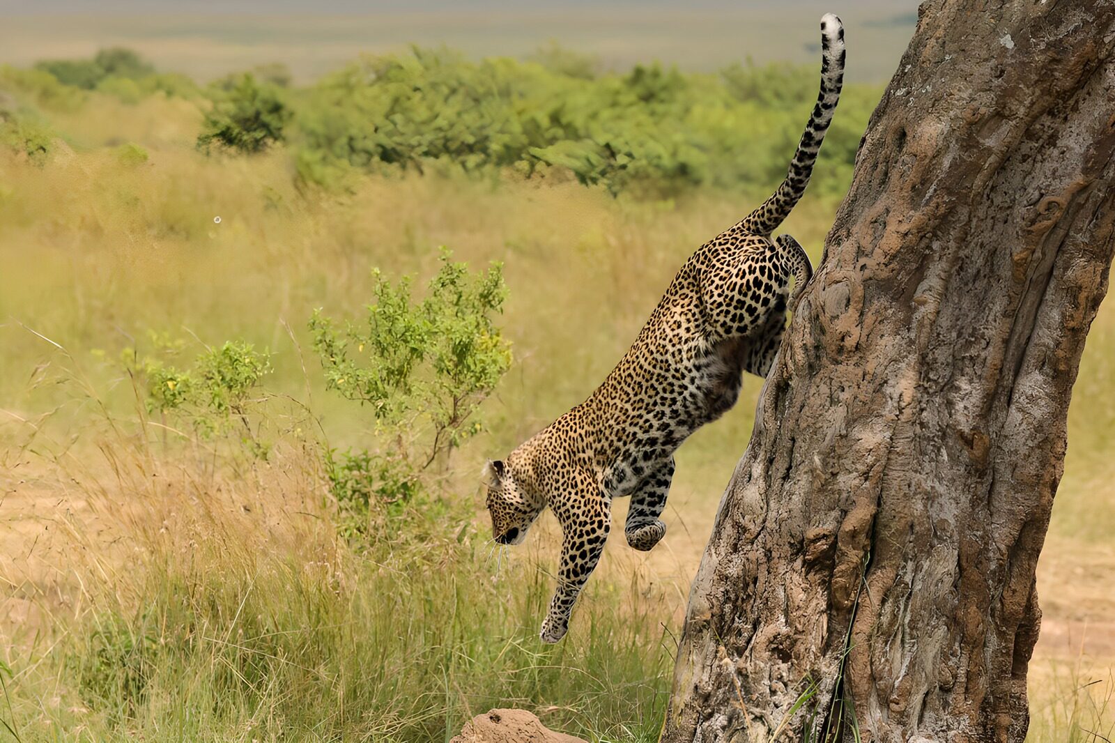 HPDK99867: Leopard på spring ned fra træet